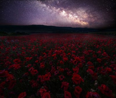 Цветочное поле ночью