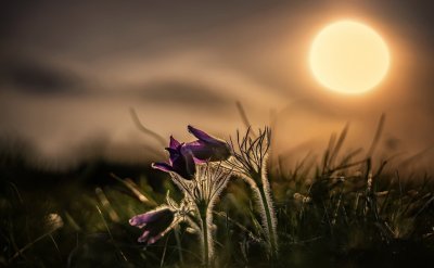 Полевые цветы ночью