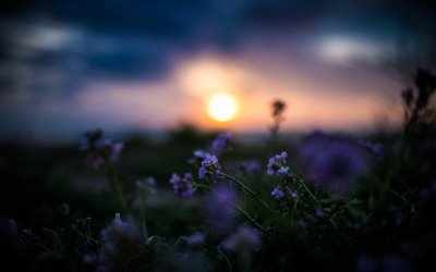 Полевые цветы ночью