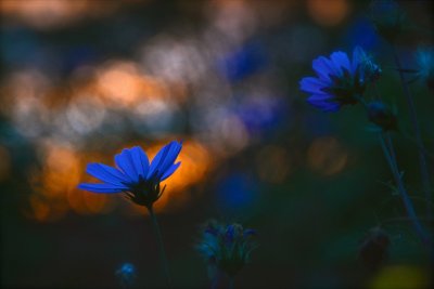 Вечерние цветы