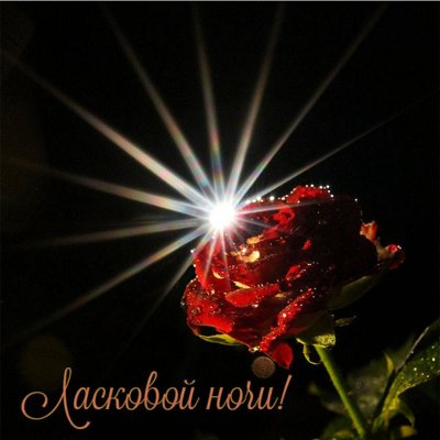 Спокойной ночи цветы