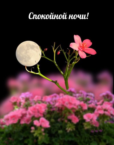 Красивые ночные цветы