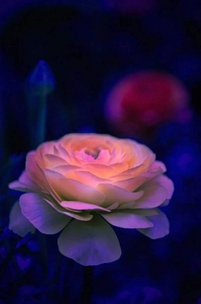 Красивые ночные цветы