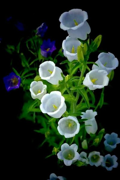 Цветок который цветет ночью