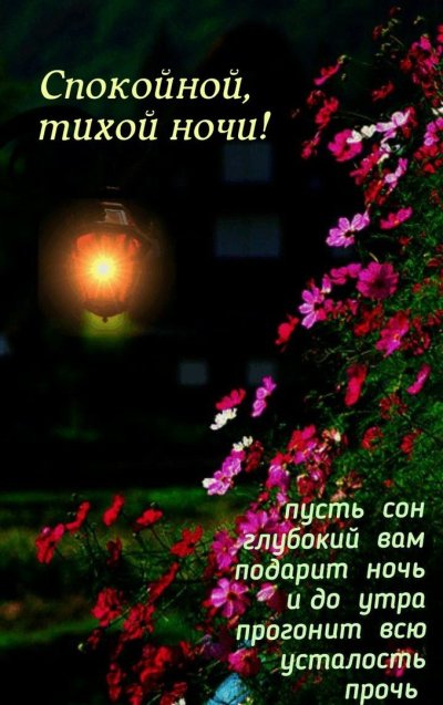 Красивые ночные цветы