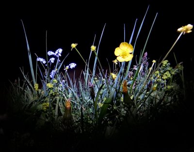 Весенние цветы вечером