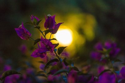 Красивые ночные цветы