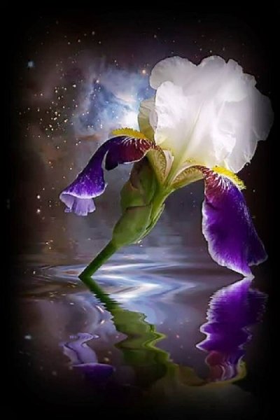 Красивые ночные цветы