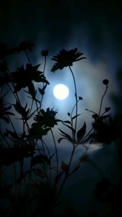 Растения в темноте