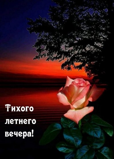 Красивые ночные цветы