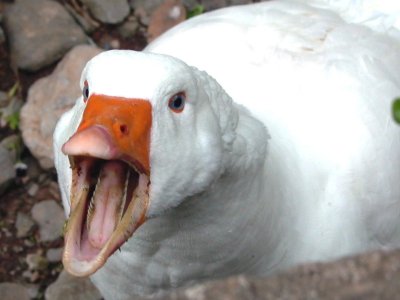 Агрессивный Гусь