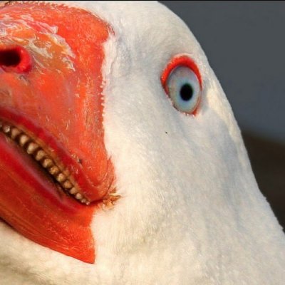 Страшный Гусь