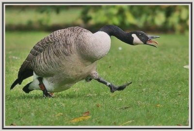 Нападающий Гусь