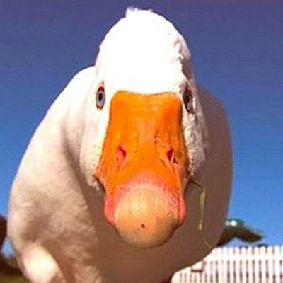 Смешной Гусь