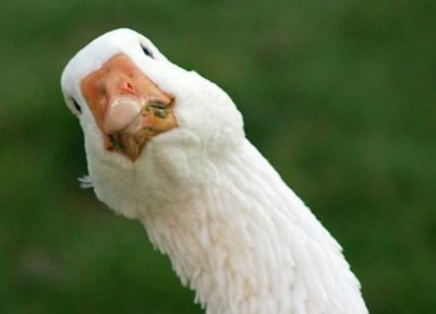 Кричащий Гусь