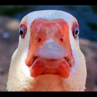 Смешной Гусь