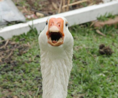 Удивленный Гусь