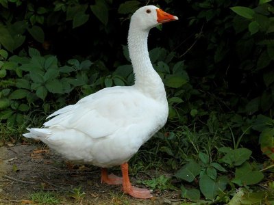 Порода гусей датский Легард