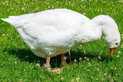 Домашние птицы