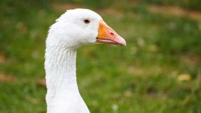 Домашний Гусь