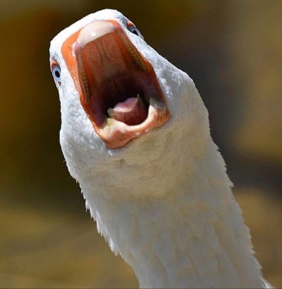 Испуганный Гусь