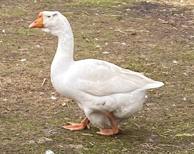 Гусята у населения