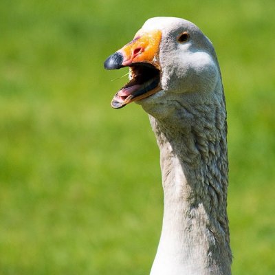 Гуси гогочут