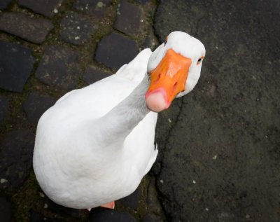 Гусь заглядывает