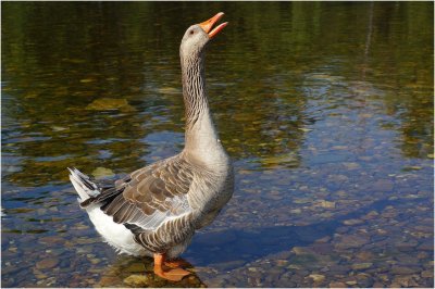 Серые гуси порода