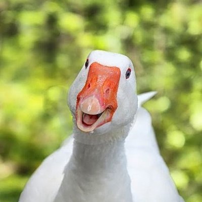 Удивленный Гусь