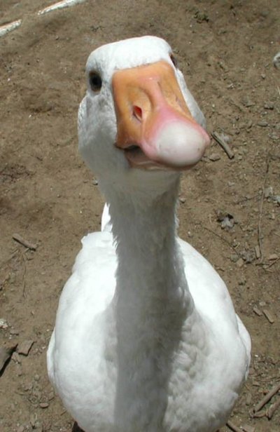 Смешной Гусь