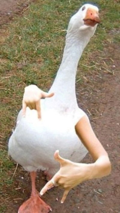 Гусь с руками