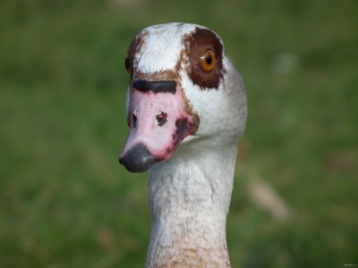 Уродливый Гусь