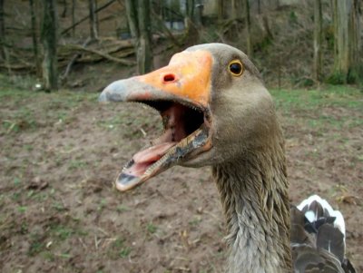 Прикольный Гусь