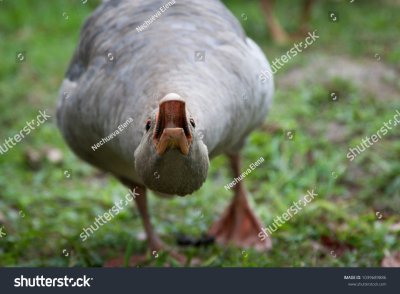 Агрессивный Гусь