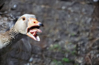 Страшный Гусь