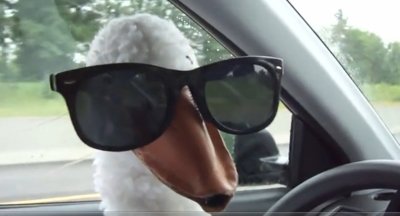 Утка за рулем