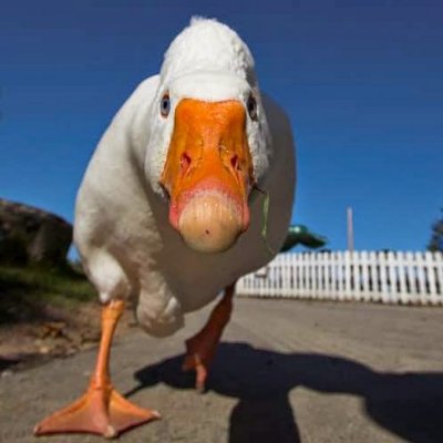 Гусь Лапчатый