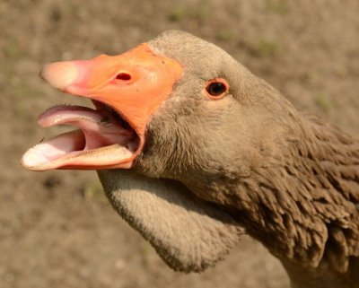 Открытый клюв гуся