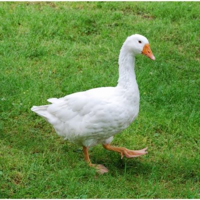 Гуси красивые фото