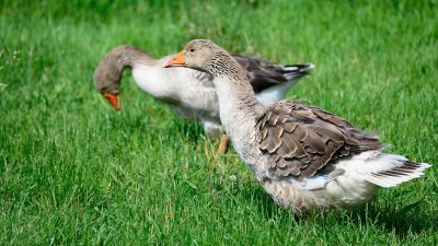 Гуси домашние