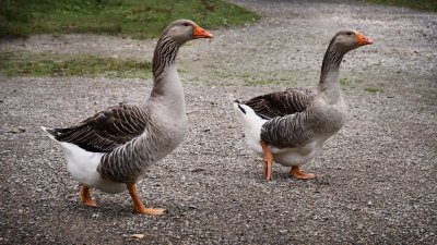 Домашняя птица