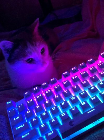 Кот на клавиатуре с подсветкой