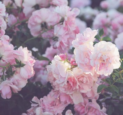 Роза Анданте