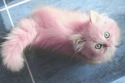 Кошка розового цвета