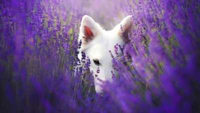 Лиса в лавандовом поле