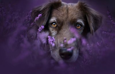 Собака с фиолетовыми глазами