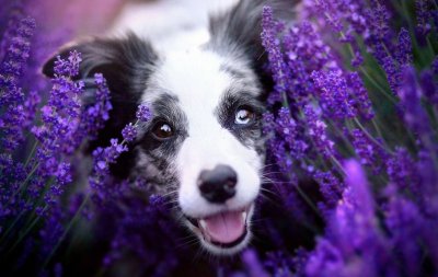 Лиловый бордер колли