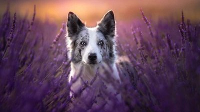 Бордер колли в лаванде