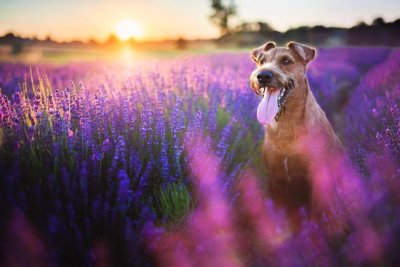 Собака в лавандовом поле